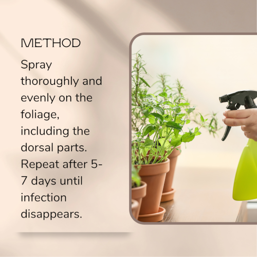 Trifecta Herbal Spray - pack of 2 - 100 ml each - Image 6